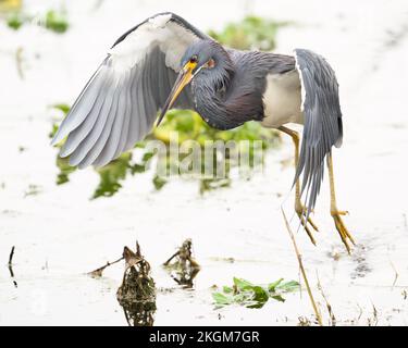 Ein dreifarbiger Reiher, der nach Essen sucht. Stockfoto