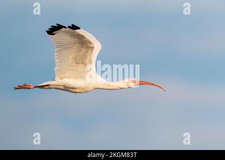 Ein weißes Ibis im Flug (Lake Apopka, Florida) Stockfoto