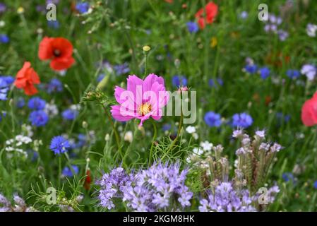 Blumen am Straßenrand Mohn und andere anual Blumen. Stockfoto