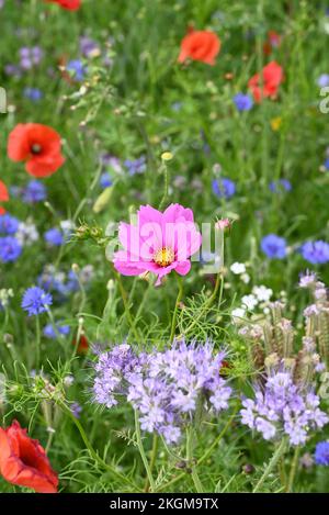 Blumen am Straßenrand Mohn und andere anual Blumen. Stockfoto