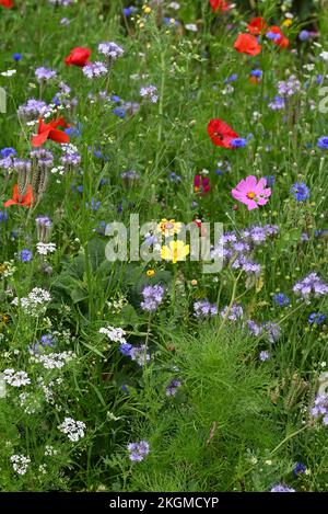 Blumen am Straßenrand Mohn und andere anual Blumen. Stockfoto