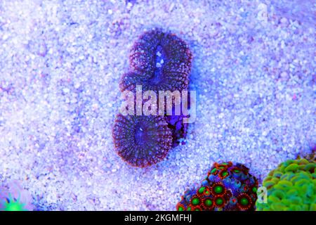 Bunte Lobophyllia grosse Steinkorallen in der Nahaufnahme Stockfoto
