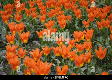 Rote gelbe Tulpen im Garten. Tulpenfeld. Stockfoto