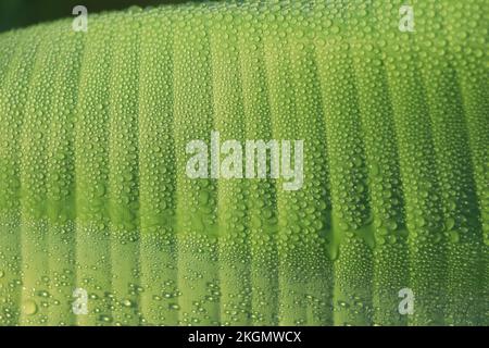 Bananenblätter mit Regenwasser für Hintergründe, Wassertropfen auf Bananenblatt Stockfoto