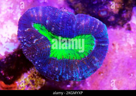 Bunte Lobophyllia grosse Steinkorallen in der Nahaufnahme Stockfoto