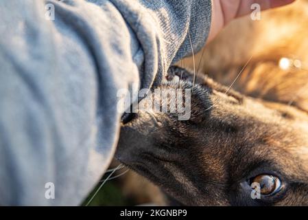 Der Hund beißt die Hand eines Mannes. Stockfoto