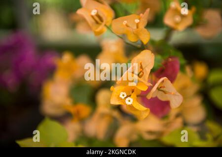 Nahaufnahme einer Bougainvillea-Buttiana-Blume auf weichem, verschwommenem Hintergrund Stockfoto