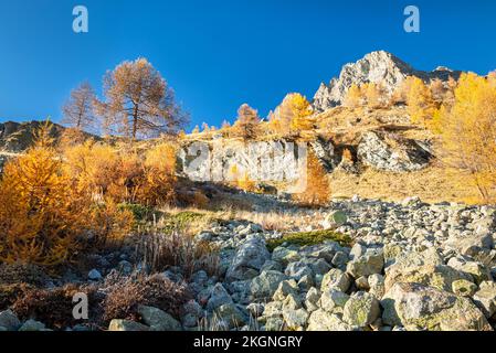 Goldfarbene Lärchen an einem Schirmhang auf den Bergen in Oberengadin, Schweiz Stockfoto