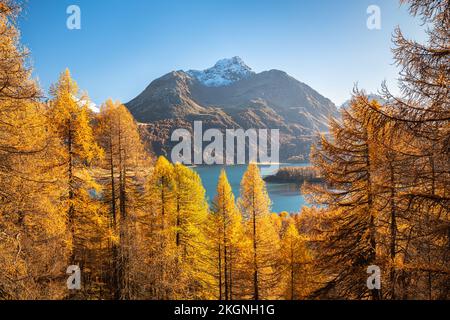 Atemberaubender Blick auf die alpinen Lärchenwälder im Herbst am Ufer des Lake Sils in Oberengadin, Schweiz Stockfoto