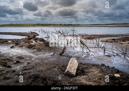 Die Überreste alter toter Skelettbäume, die an einer zurückziehenden Küste ausgesetzt waren, verursacht durch sinkende Wasserstände, verursacht durch schwere Dürrebedingungen in Colliford Stockfoto