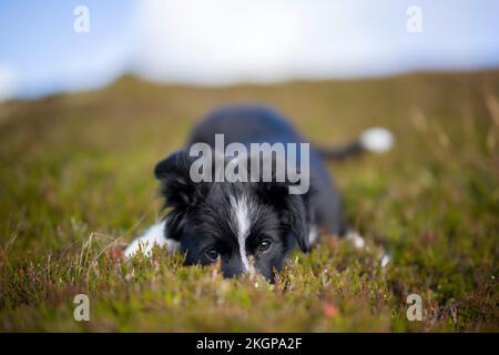 Süßes Border Collie Hündchen, das auf dem Gras liegt Stockfoto