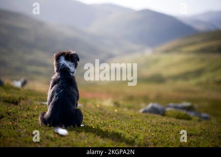 Hund sitzt auf Gras auf dem Hügel Stockfoto