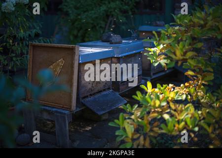 Bienen, die im Garten um Bienenstöcke schwirren Stockfoto