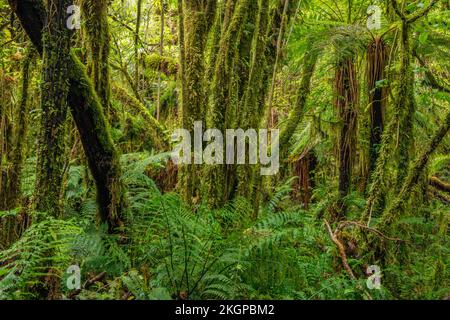 Moosbedeckte Bäume in grünem, üppigem, gemäßigtem Regenwald Stockfoto