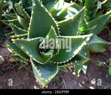 Die Nahansicht einer kurzblättrigen Aloe-Pflanze unter Sonnenlicht Stockfoto