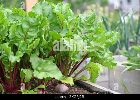 Rote Rüben in einer Pflanze aus dem Gemüsegarten. Stockfoto