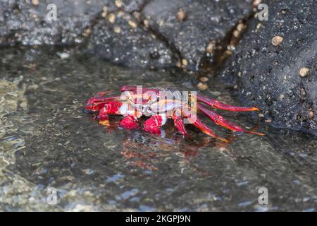 Rote Steinkrabbe (Grapsus adscensionis) in flachem Wasser Stockfoto