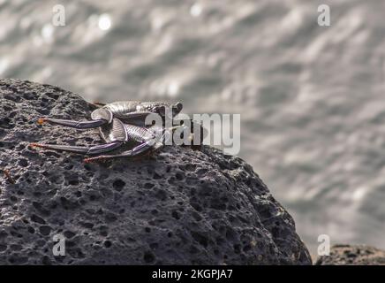 Red Rock Crab (Grapsus adscensionis) auf Felsen Stockfoto