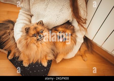 Hunde auf dem Schoß einer Frau, die zu Hause auf dem Boden sitzen Stockfoto