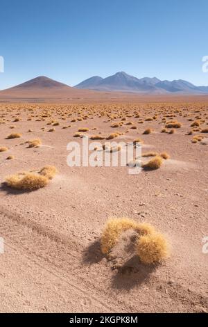 Fahrzeugspuren in der Wüste von Siloli in Altiplano oder High Plains, noch in der Provinz Lipez, Potosi Department, Bolivien Stockfoto