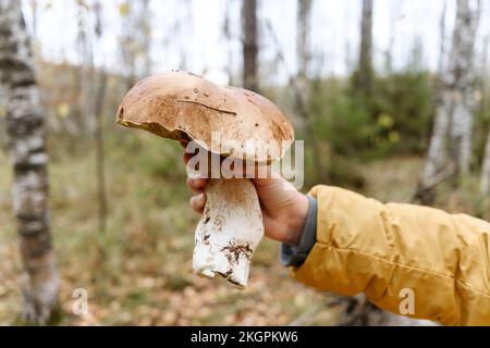 Die Hand eines Mädchens, das im Wald Porcini-Pilze hält Stockfoto