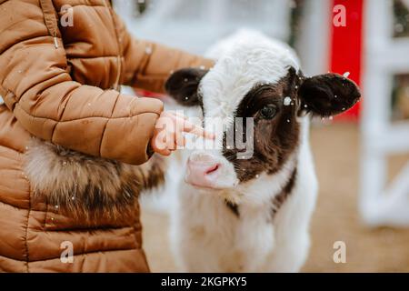 Ein Mädchen streichelt an einem verschneiten Tag den Kalbskopf Stockfoto