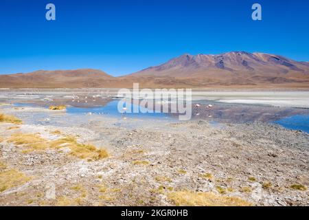 Flamingos in Laguna Hedionda (Nord) in Nor Lipez, Potosi Department, Bolivien Stockfoto