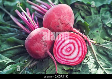 Rote und weiße Rote Bete - Rüben mit grünen Blättern und eine in zwei Hälften geschnitten mit roten Ringen in weißem Fleisch Stockfoto