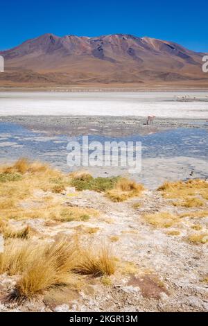 Flamingos in Laguna Hedionda (Nord) in Nor Lipez, Potosi Department, Bolivien Stockfoto