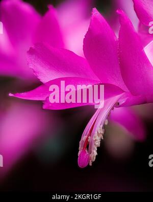 Schlumbergera truncata, falscher Weihnachtskaktus, in den Aberglasney Gardens Stockfoto