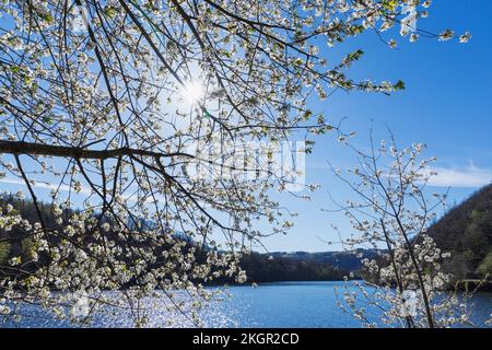 Blühender Kirschbaum unter blauem Himmel an sonnigen Tagen Stockfoto