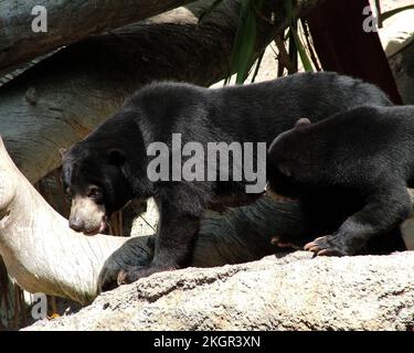 Nahaufnahme eines Sonnenbären und seines Babys auf einem Stein unter Sonnenlicht Stockfoto