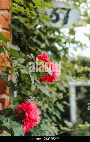 Rote Blumen hängen im Garten Stockfoto