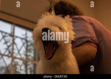 Foto eines gähnenden West Highland White Terrier Welpen Stockfoto