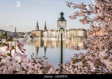 Deutschland, Hamburg, Binnenalster im Frühling mit Straßenbeleuchtung und Kirschblütenzweigen im Vordergrund Stockfoto