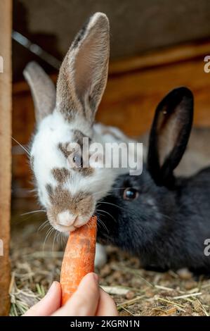 Hand des Landwirts, der Karotten an Kaninchen im Käfig füttert Stockfoto