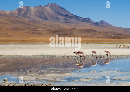 Flamingos in Laguna Hedionda (Nord) in Nor Lipez, Potosi Department, Bolivien Stockfoto