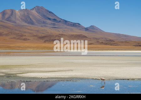 Flamingos in Laguna Hedionda (Nord) in Nor Lipez, Potosi Department, Bolivien Stockfoto