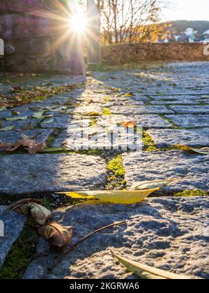 Die untergehende Sonne beleuchtet die Blätter auf einem gepflasterten Fußweg Stockfoto