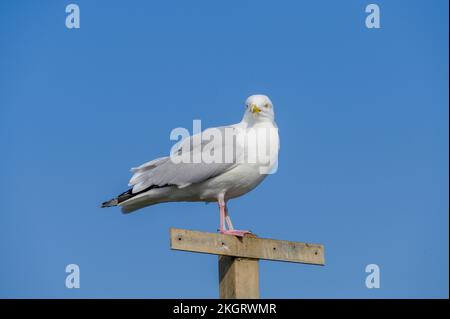 Die Möwe saß auf einem Posten in Großbritannien. Stockfoto