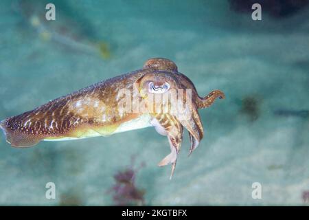 Meeresblick des europäischen Tintenfischs (Sepia officinalis) Stockfoto