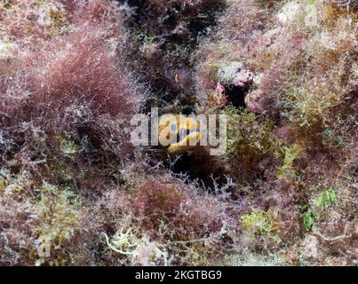 Unterwasserblick auf die Fittenzahn-Moray (Enchelycore anatina), direkt in die Kamera Stockfoto