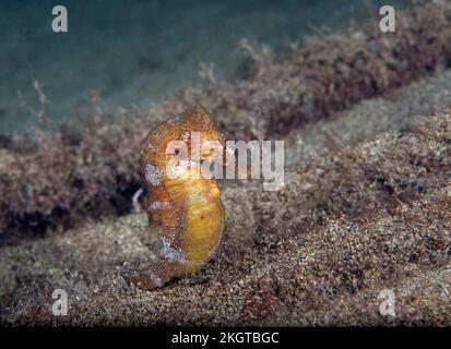 Unterwasserblick auf Kurzschnüffler (Hippocampus hippocampus) Stockfoto