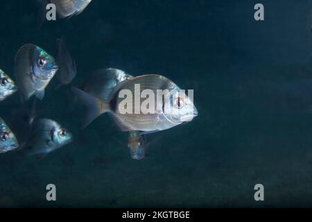Unterwasserblick auf die gewöhnlichen zweibeinigen Seebrassen (Diplodus vulgaris) Stockfoto