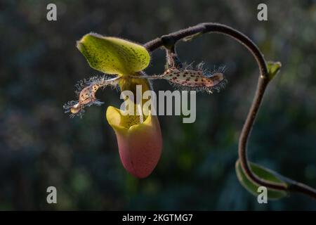 Nahaufnahme der gelb-grünen und lila-rosa Frauenschuhorchideenart paphiopedilum moquetteanum Blume im Sonnenlicht isoliert auf natürlichem Hintergrund Stockfoto