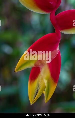 Nahaufnahme der rot-gelben und grünen Blüte von Heliconia rostrata, auch bekannt als falscher Paradiesvogel oder hängende Hummerklaue auf natürlichem Hintergrund Stockfoto