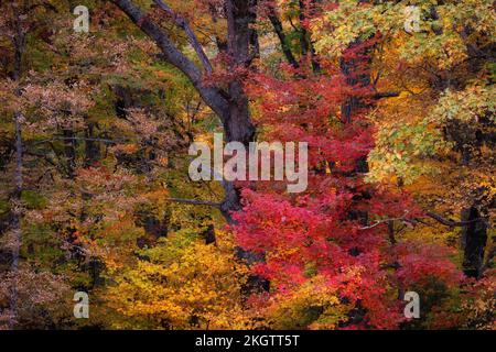 Nahaufnahme der warmen, hellen Farben, die den Wald entlang des Blue Ridge Parkway schmücken Stockfoto