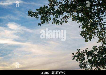 Herrlicher blauer und rosa Himmel bei Sonnenaufgang. Dunkle Silhouetten aus Eichen eines wilden Waldes vor dem bunten Himmel. Die Schönheit der Natur. Stockfoto