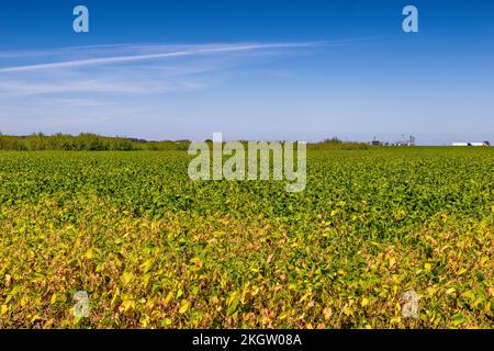 Landwirtschaftliches Erdnussfeld im ländlichen Arkansas, USA. Stockfoto