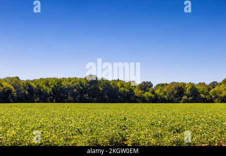 Landwirtschaftliches Erdnussfeld im ländlichen Arkansas, USA. Stockfoto